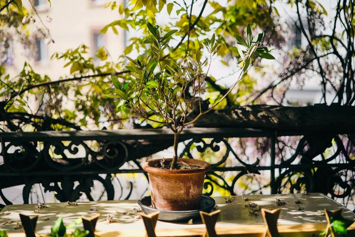 Balkon mit Pflanzen
